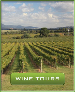 Wine Tours